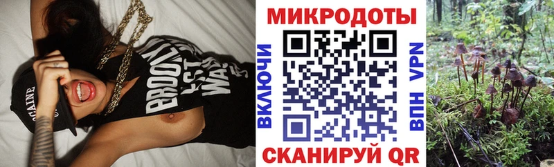 Купить закладки  Приволжск  Галлюциногенные грибы Psilocybe 